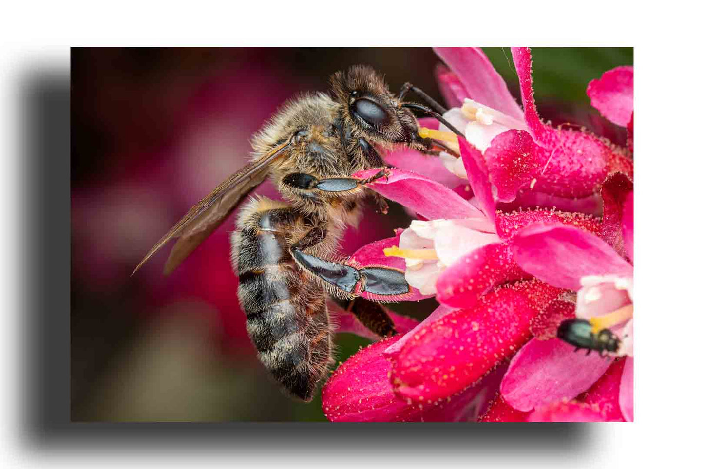 Abeja Recolectando Polen de una Flor