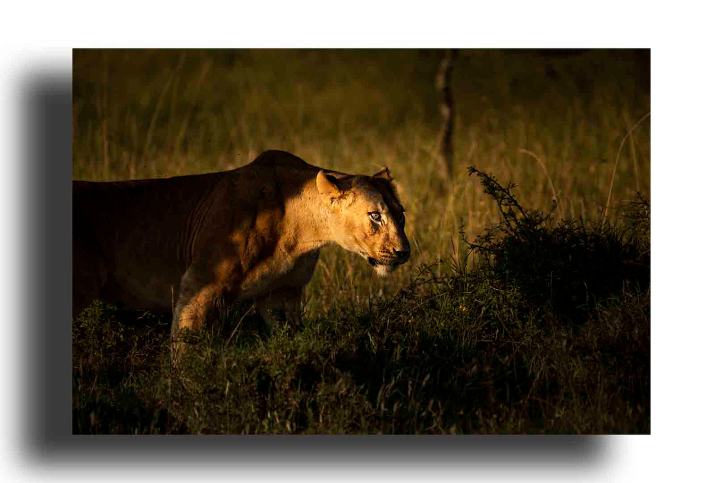 León al Aire Libre