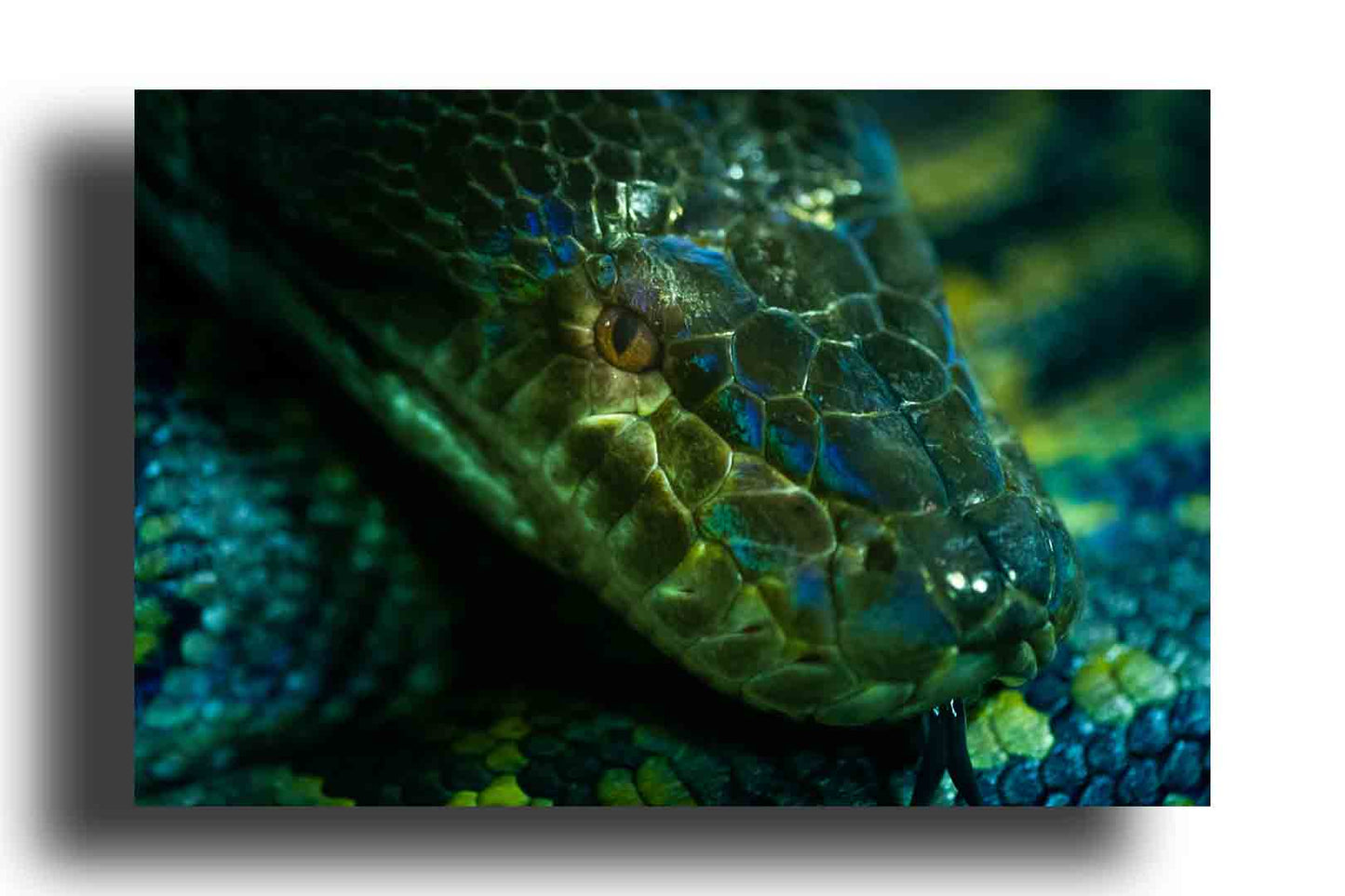 Pitón verde sacando la lengua