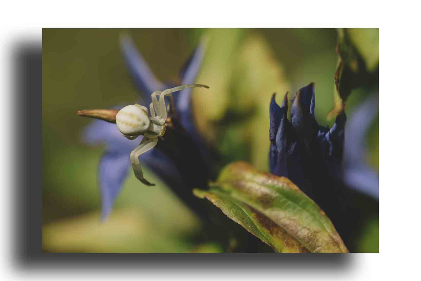 Araña sobre una flor