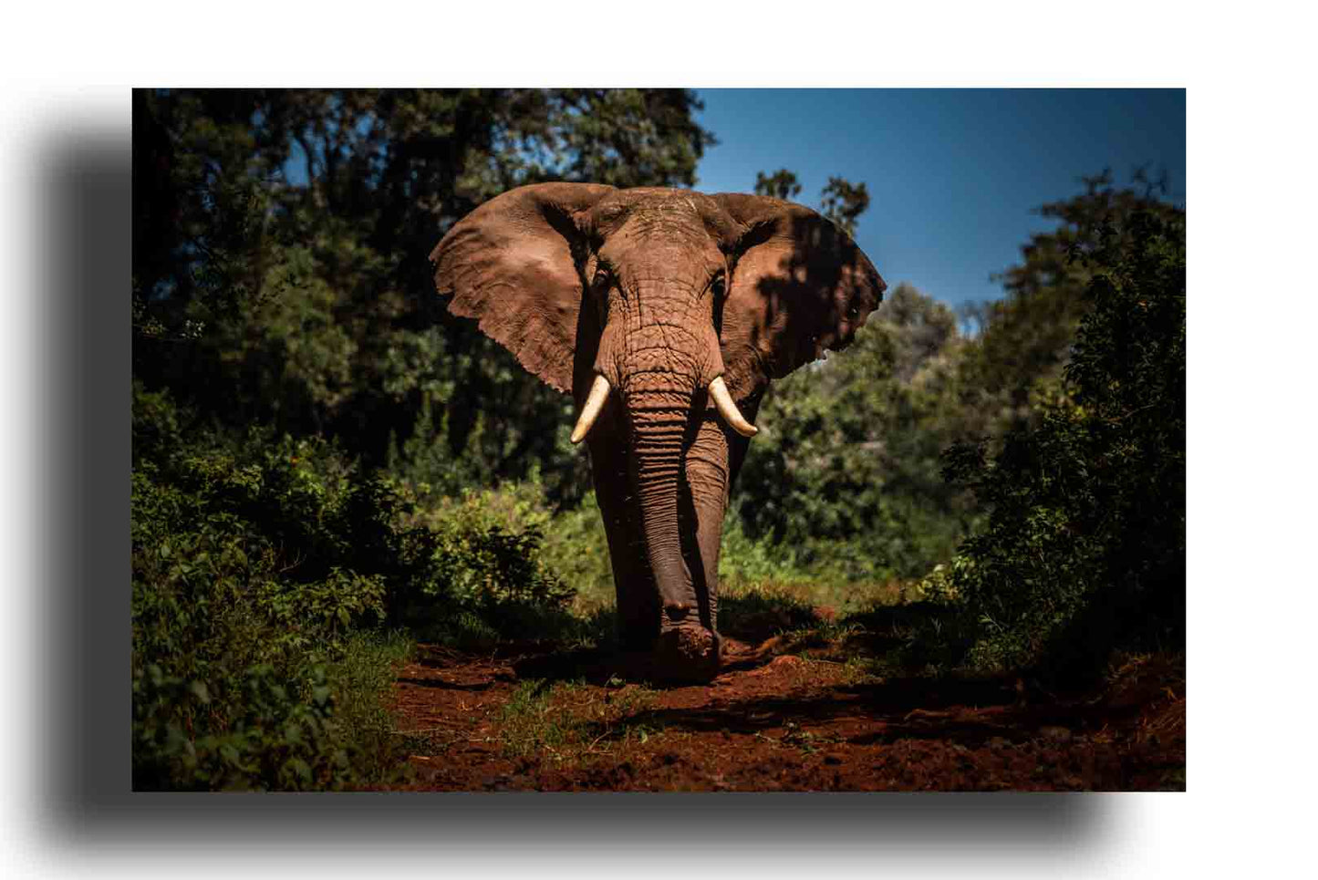Elefante Africano y Vida Silvestre en África