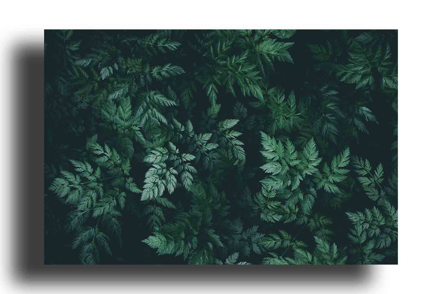 Fondo de Hojas Verdes Oscuras