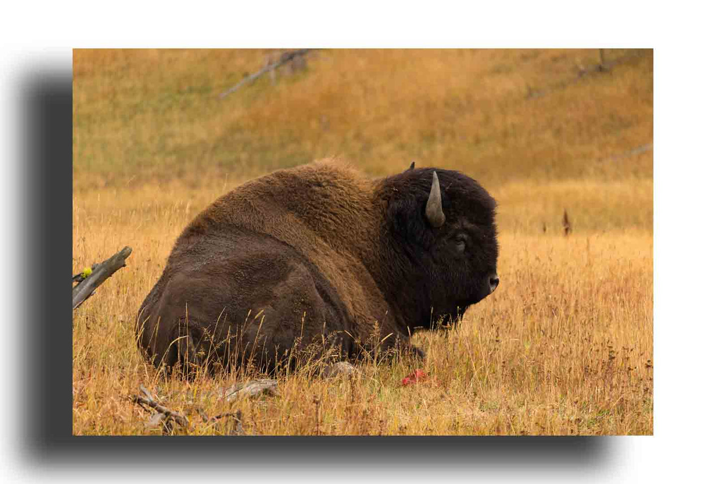 Bisonte en los Campos de Yellowstone