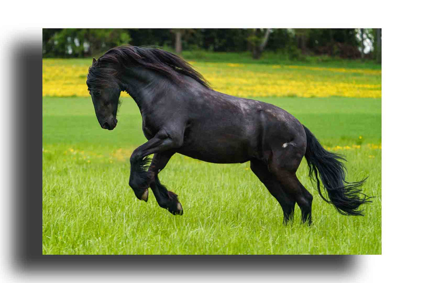 Caballo Frisón Negro Corriendo a Galope