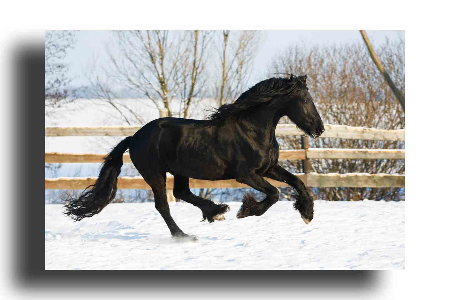 Caballo Frisón Negro en Invierno