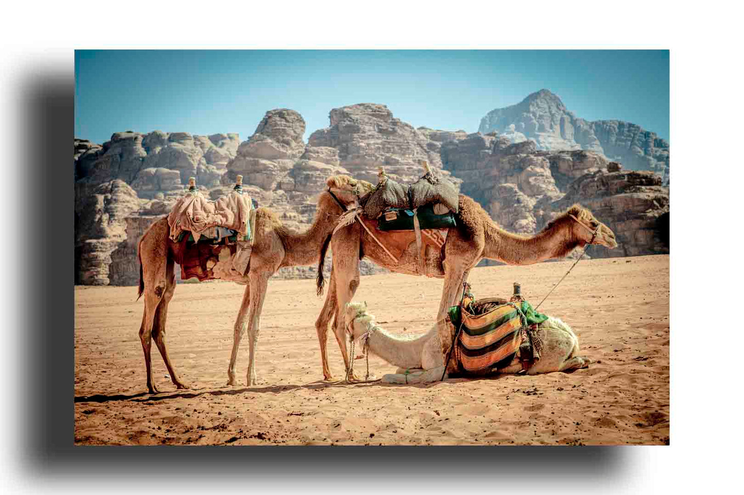 Camellos Descansando en el Desierto