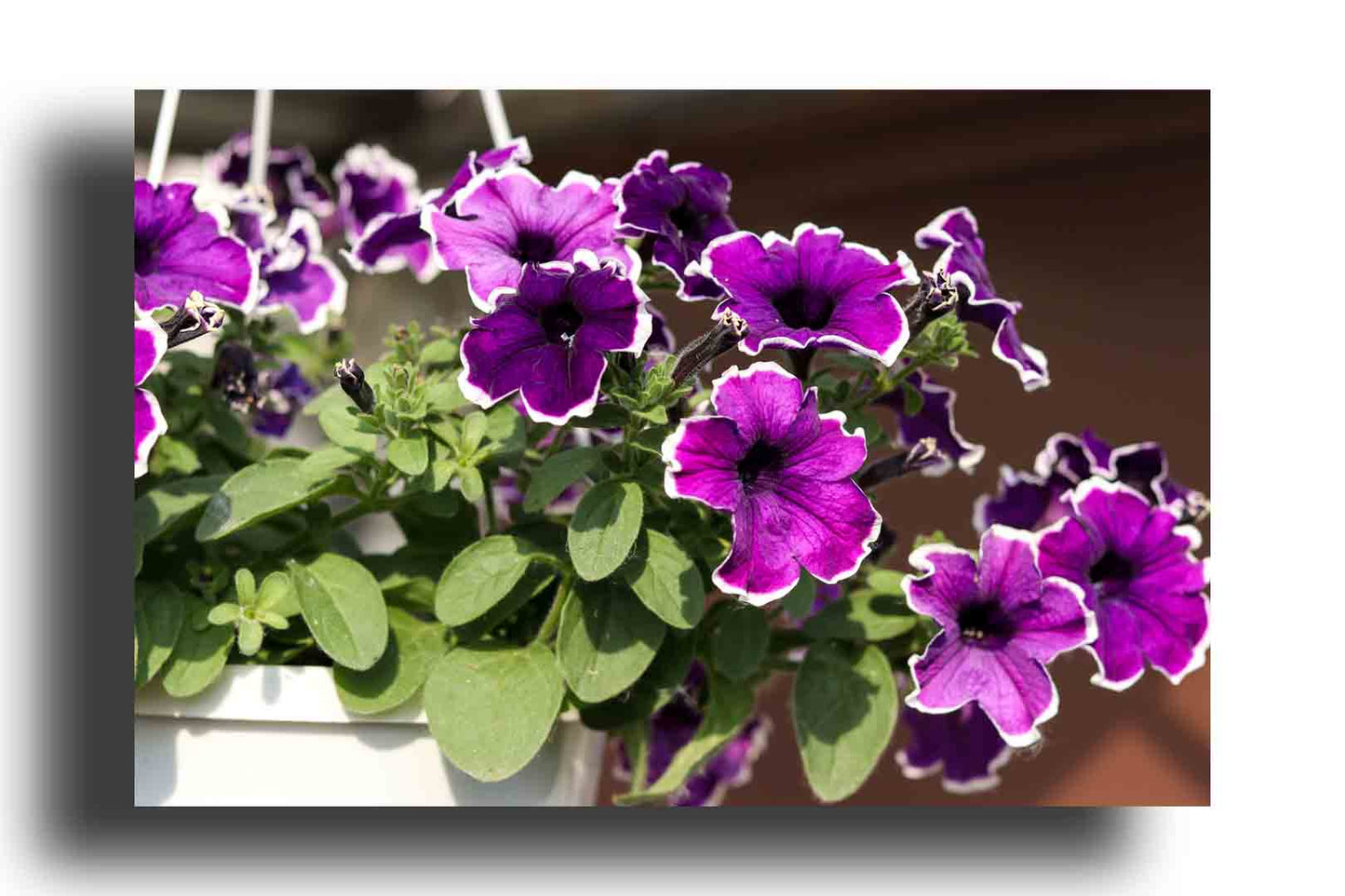Petunias lilas decorativas