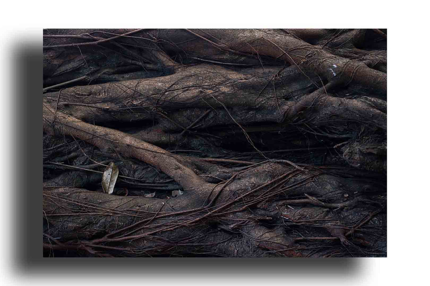 Árbol gigante antiguo