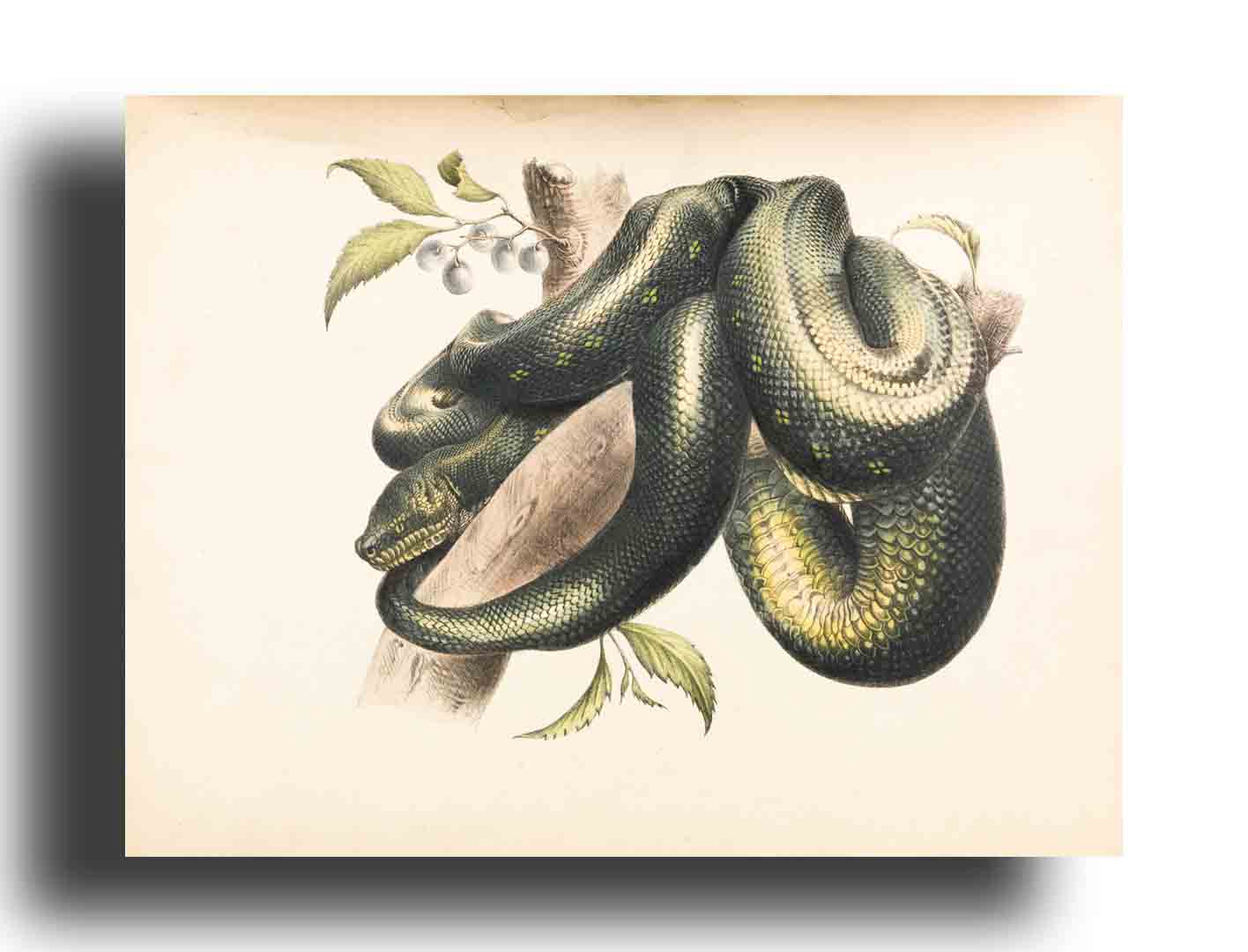 Serpiente verde