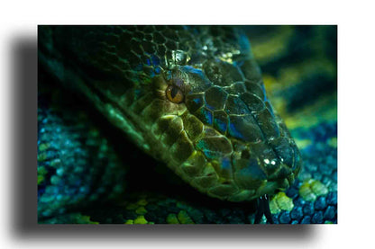 Pitón verde sacando la lengua