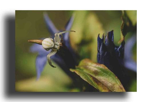 Araña sobre una flor