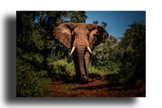 Elefante Africano y Vida Silvestre en África