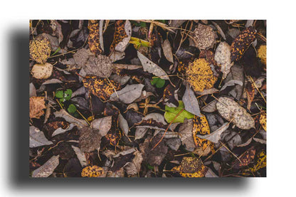 Hojas Secas Textura