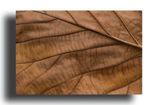 Estructura de hoja otoñal marrón