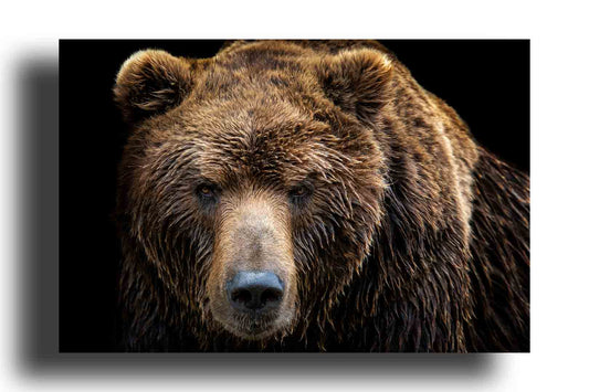 Oso Kamchatka Marrón