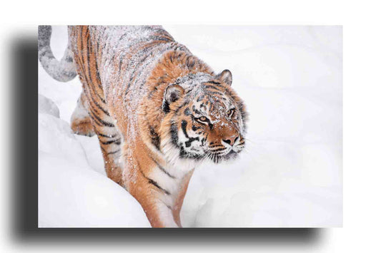 Tigre Siberiano
