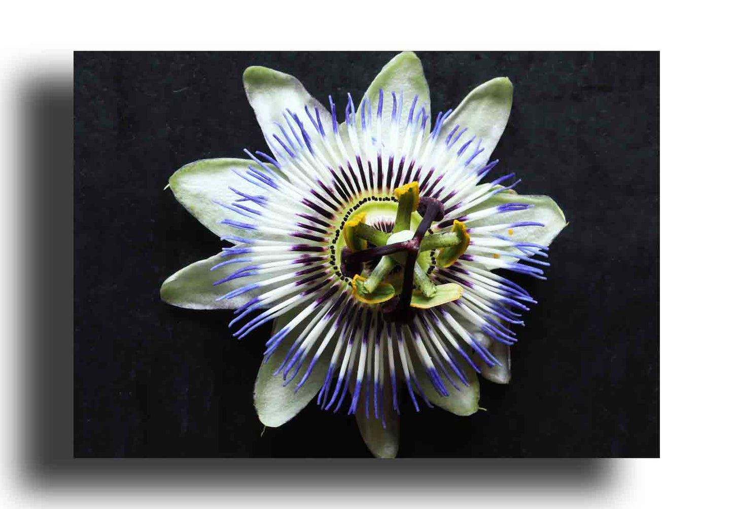 Flor de Passiflora