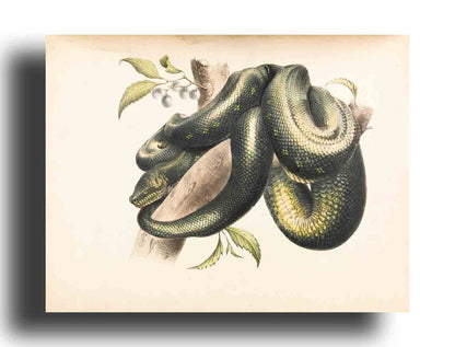 Serpiente verde